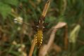 Dragonflies and Damselflies: Broad-bodied Chaser - female (Libellula depressa)